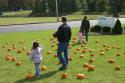 Pumpkin Patch